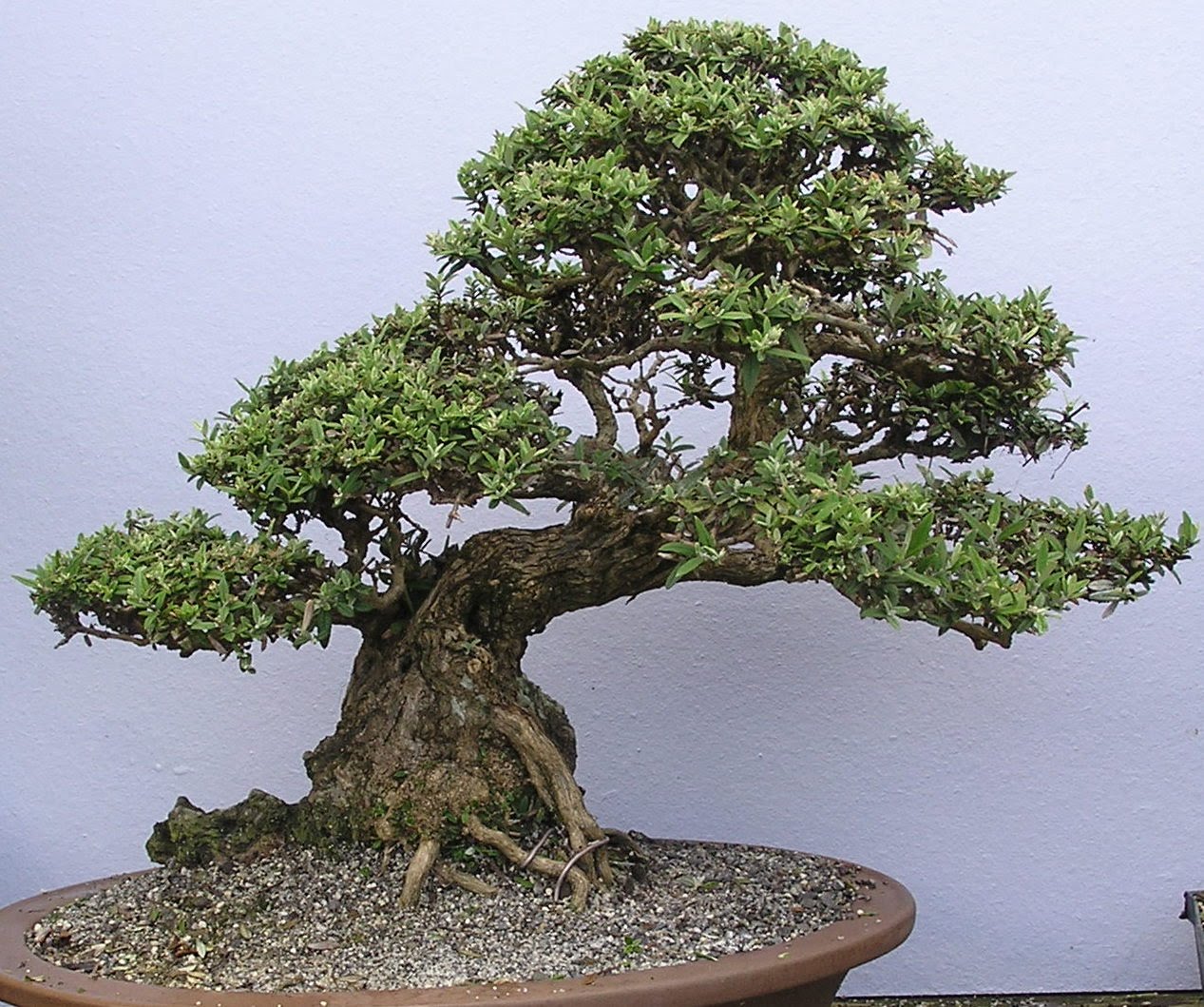 Utensili per bonsai