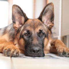 L’arrivo di un cucciolo di pastore tedesco in casa